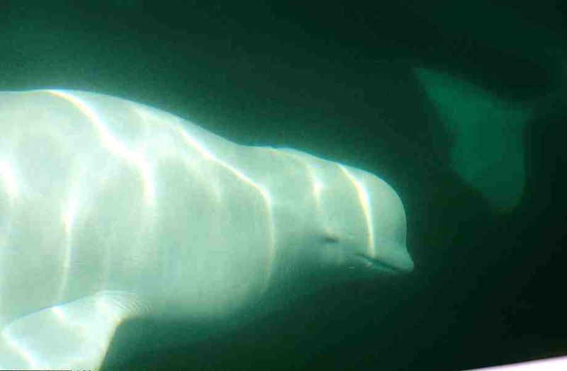 beluga - Churchill river - underwater C) Ansgar Walk.jpg