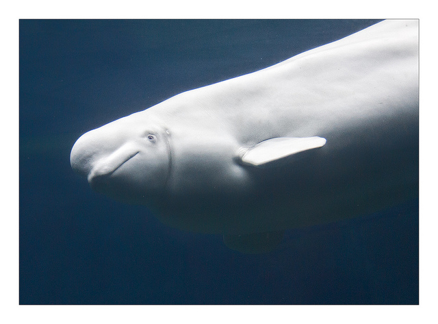 beluga_flickr_copyright_Claude_Robillard.jpg