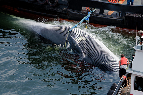 dead whale ship (C) Tylerngram_F 1211lickr.jpg