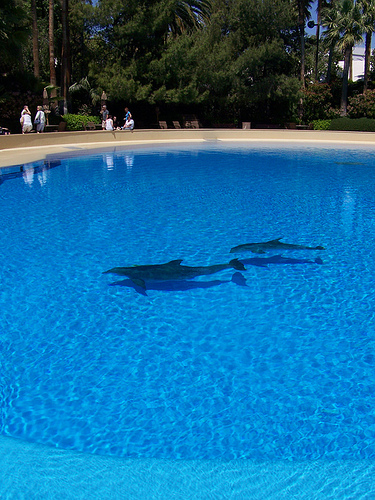 dolphin calf 08(C) Sylvanfeather_Flickr.jpg