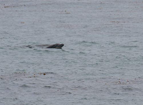 dolphin head (C) StuartC_FLickr.jpg
