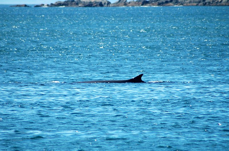 fin whale (C) Nilfanion.jpg