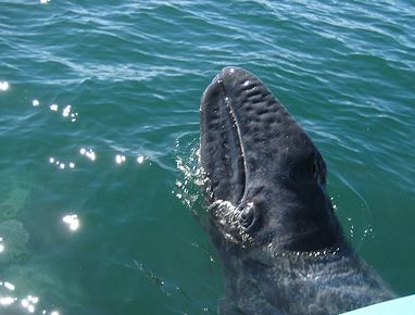 grey whale calf (C) nbonzey-Flickr.jpg