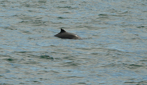 harbour porpoise (C) headharbourlight_FLickr.jpg