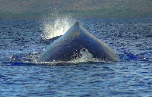 humpback (C) Karolik_Flickr.jpg
