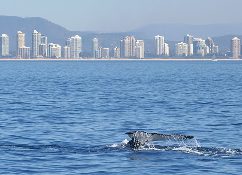 humpback- Gold coast (C) Rob Qld.jpg