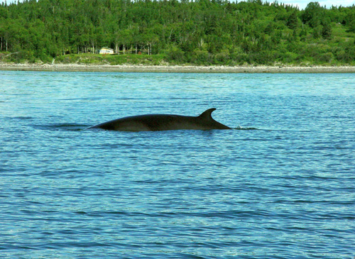 rorqual(c)Laborde_Peyré Marcel_ le monde en image-CCDMD.jpg