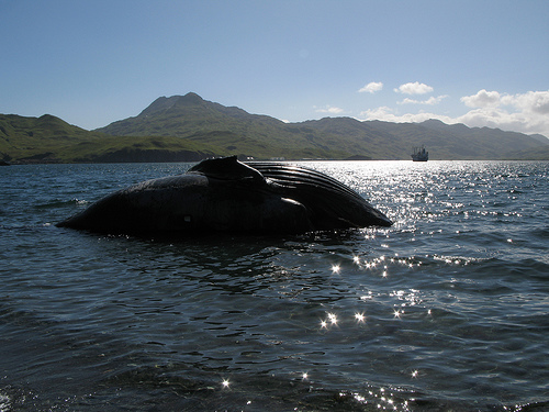 whale (C) Kitaro &kawaso_Flickr.jpg