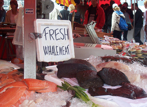 whale meat- (C) davidlewis_Flickr.jpg