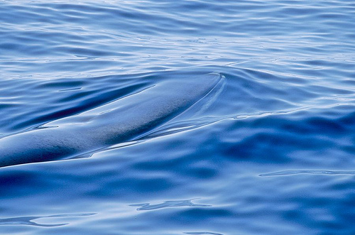 whale------ -C- Fondation Nicolas Hulot-flickr.jpg