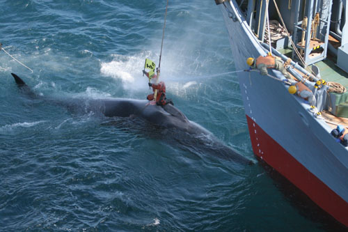 2008 - Greenpeace action (C) Captain_ambiance.jpg