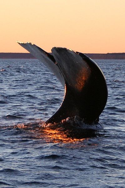 400px-Southern_right_whale4.jpg