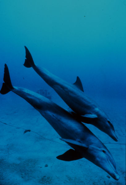 408px-Bottlenose_dolphin_mother_and_juvenile.jpg