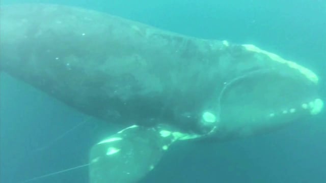 Vidéo – Une baleine sauvée de la noyade par des pêcheurs… !