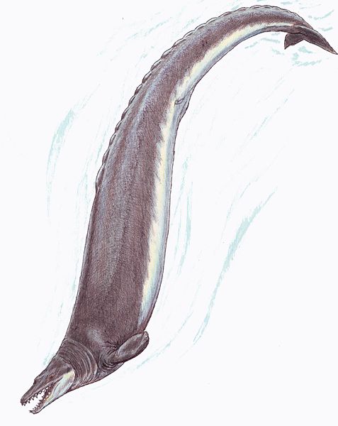 477px-Basilosaurus1DB_(C)_dmitrchel@mail_ru.jpg