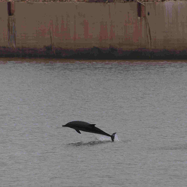 599px-Delfines-gijon.jpg