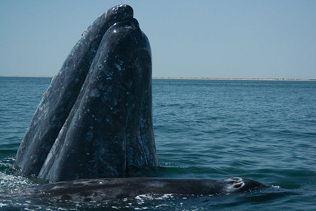 640px-Ballena_gris_adulta_con_su_ballenato.jpg