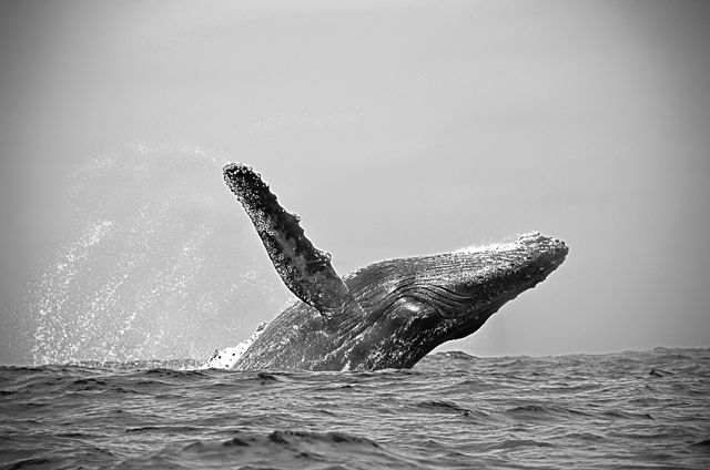 640px-Buckelwal_im_Sprung_2012_Ecuador.jpg