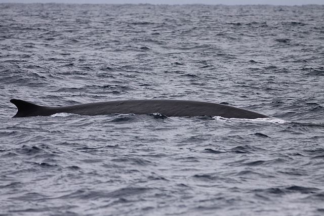 640px-FinWhaleSanDiego 18 04 15.jpg