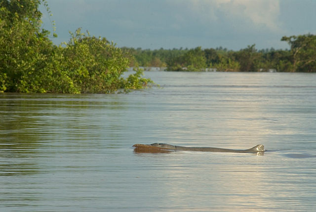 640px-Irrawaddy_Dolphin 15 04 15.jpg