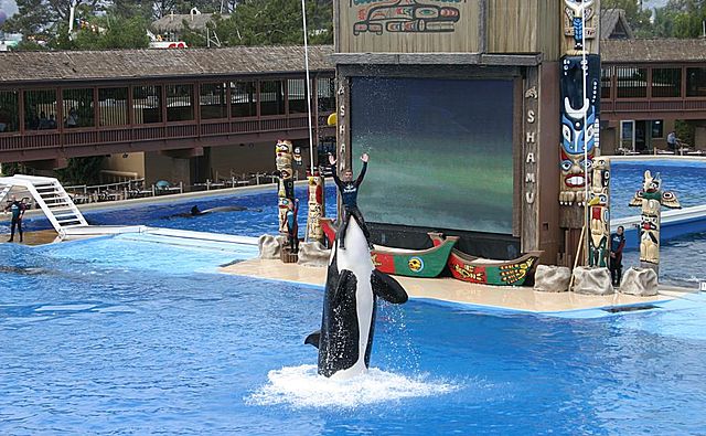 640px-Shamu_with_trainer.jpg