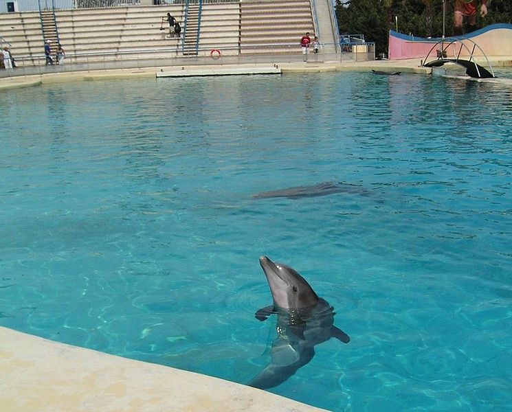 745px-Marineland_Antibes_16.jpg