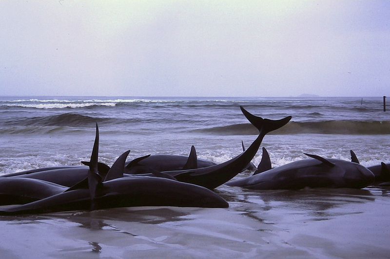 800px-1986_beached_whales_in_Flinders_Bay_(2).JPG
