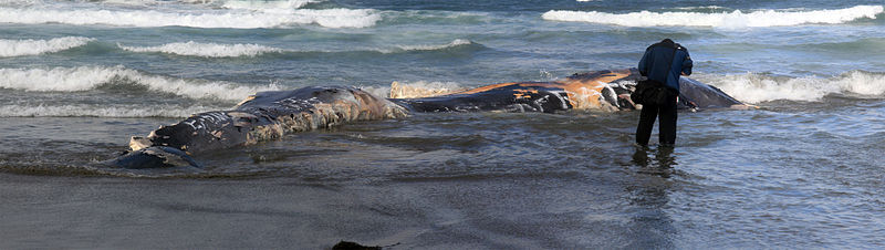 800px-A_photographer_is_taking_picture_of_a_dead_whale_washed_ashore_at_Ocean_Beach.jpg