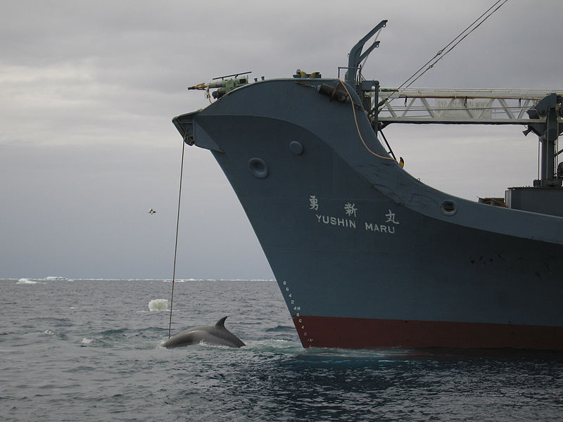 800px-AustralianCustoms-WhalingInTheSouthernOcean_2 03 01 13.jpg