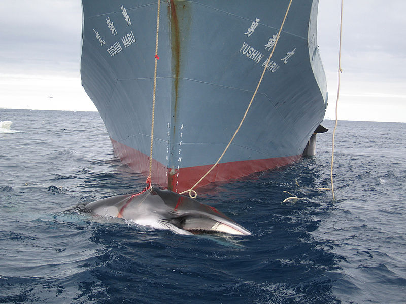 800px-AustralianCustoms-WhalingInTheSouthernOcean_3 09 04.jpg