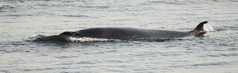 800px-Balaenoptera_acutorostrata_Saint-Laurent_01a 11 12 13.jpg