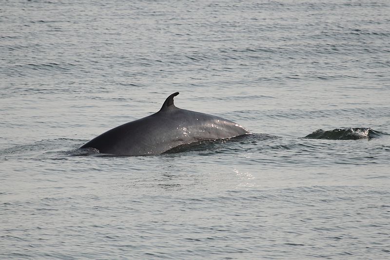 800px-Balaenoptera_acutorostrata_Saint-Laurent_02.jpg