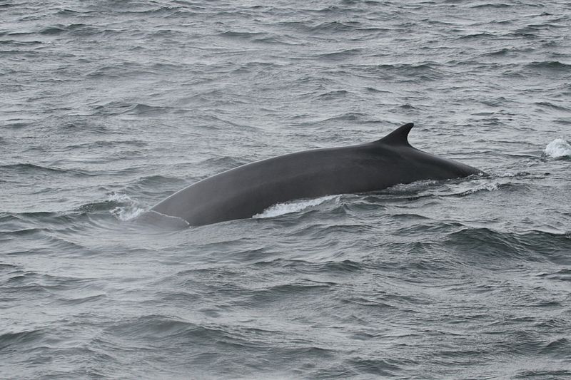 800px-Balaenoptera_physalus_Saint-Laurent_23 05 14.jpg