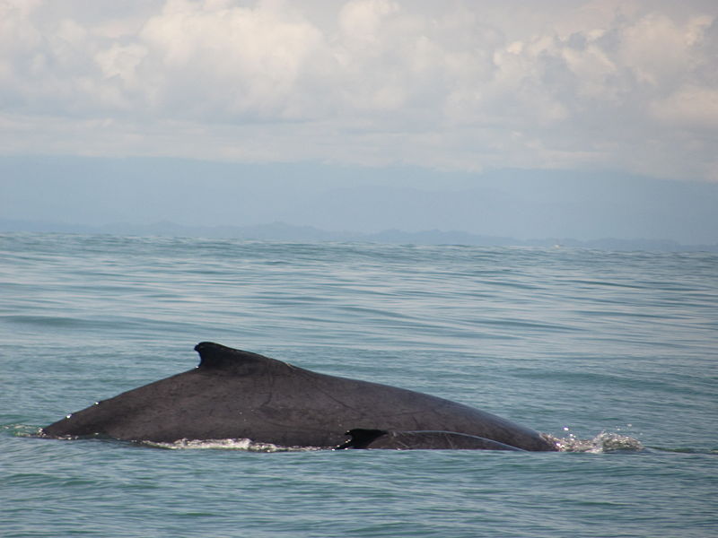 800px-Ballena_jorobada_y_ballenato_en_Bahía_Málaga.JPG