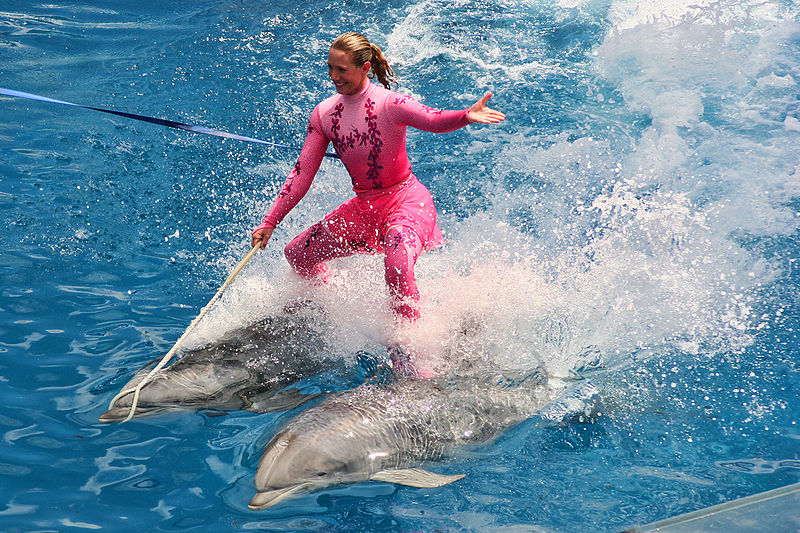 800px-Blue_Horizons_Dolphin_show_(8803758510).jpg