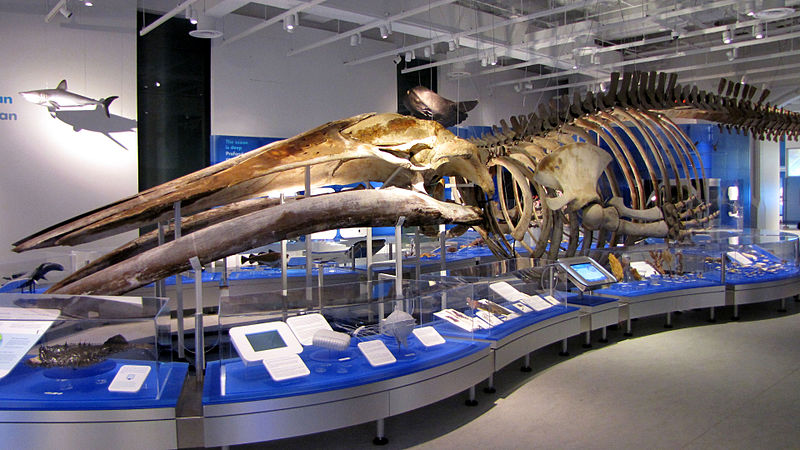 800px-Blue_Whale_skeleton,_Canadian_Museum_of_Nature.jpg