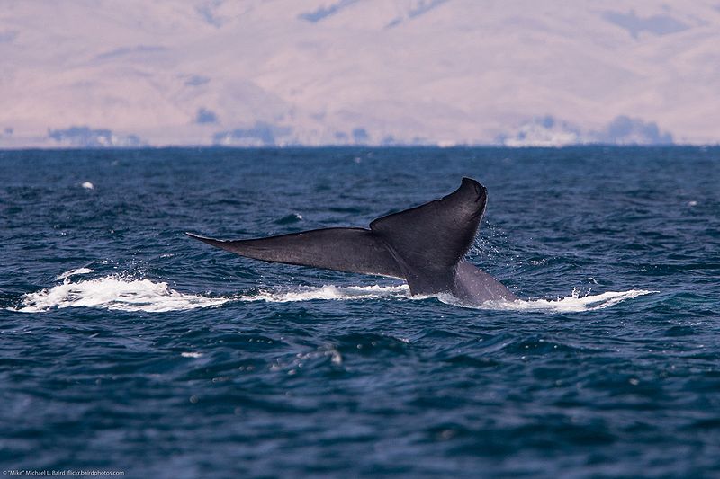 800px-Blue_whale_tail9(C) Creative Commons Wikipedia.jpg