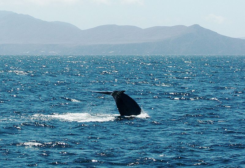 800px-Blue_whale_tail_fluke.JPG