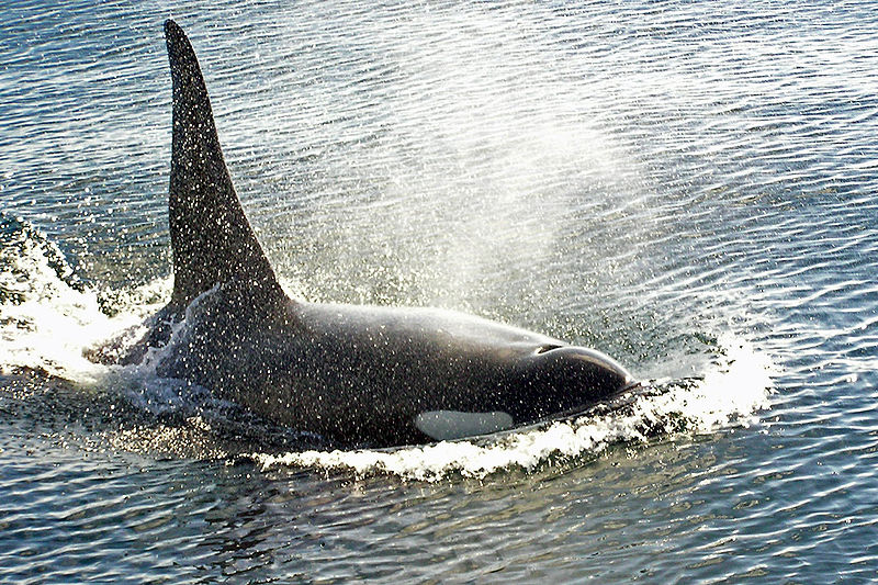 800px-Bull_orca_victoria_(C)_digicla.jpg