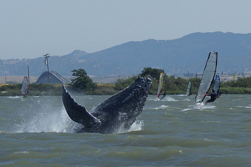 800px-CalfDawnBreachWindsurfers.jpg