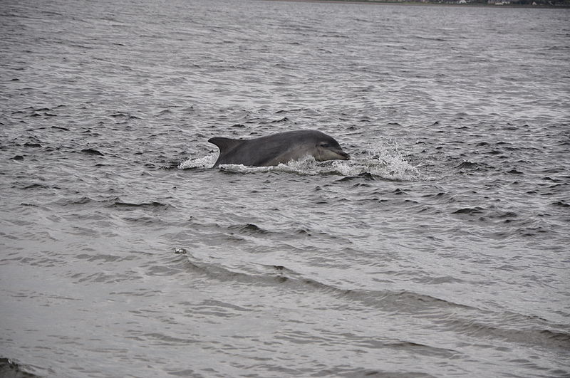 800px-Chanonry_Point_Dolphin.JPG