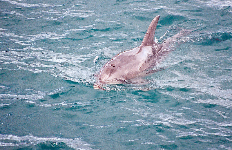 800px-Dauphin_australie.jpg