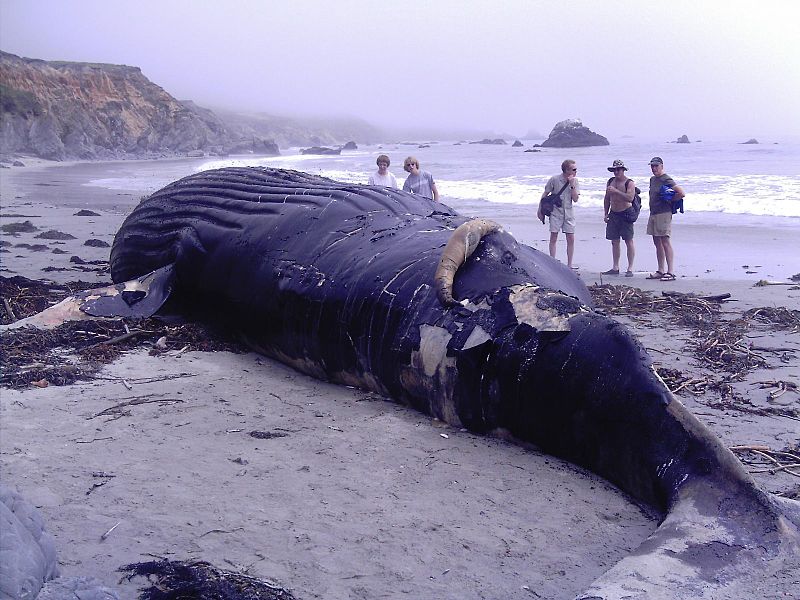 800px-DeadHumpback 13 07.jpg