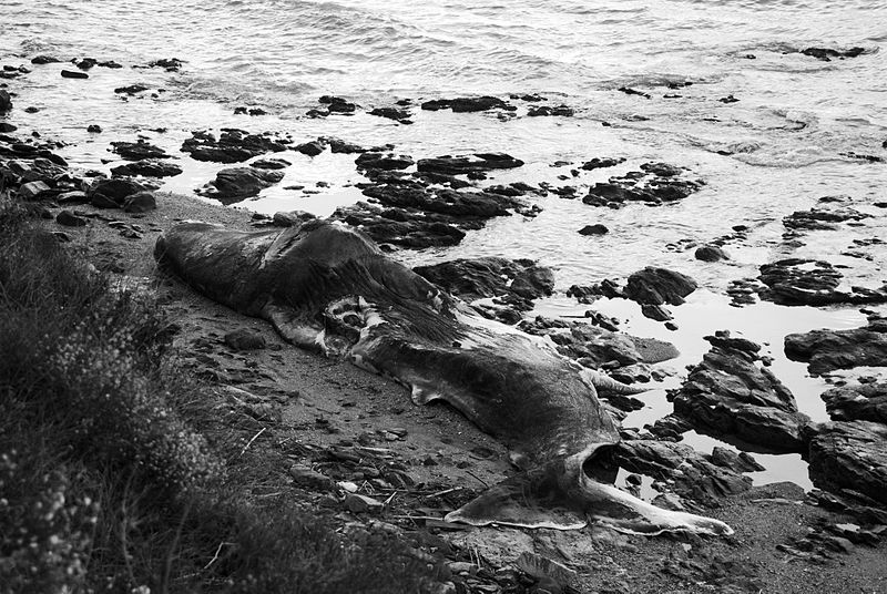 800px-Dead_Sperm_whale_(1).jpg