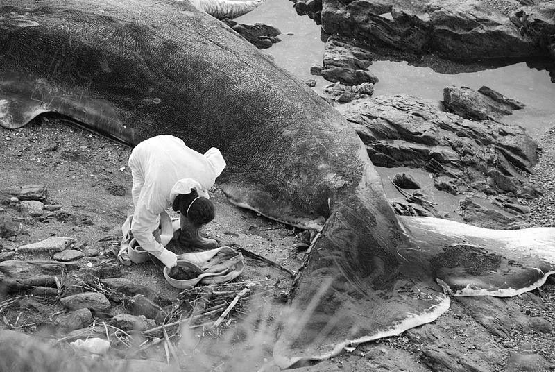 800px-Dead_Sperm_whale_(4).jpg