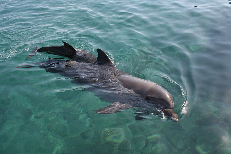 800px-Eilat_-_Dolphin_reef.jpg