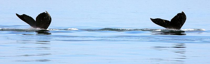 800px-Glacier_bay_(3733729128).jpg