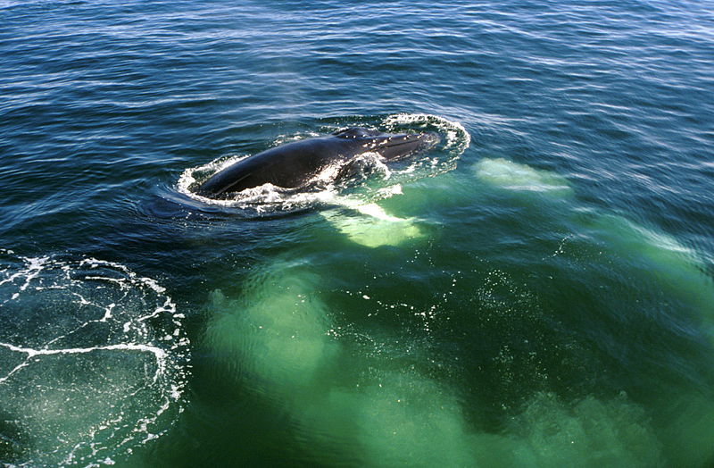 800px-Humpback-whale-bubblenet.jpg