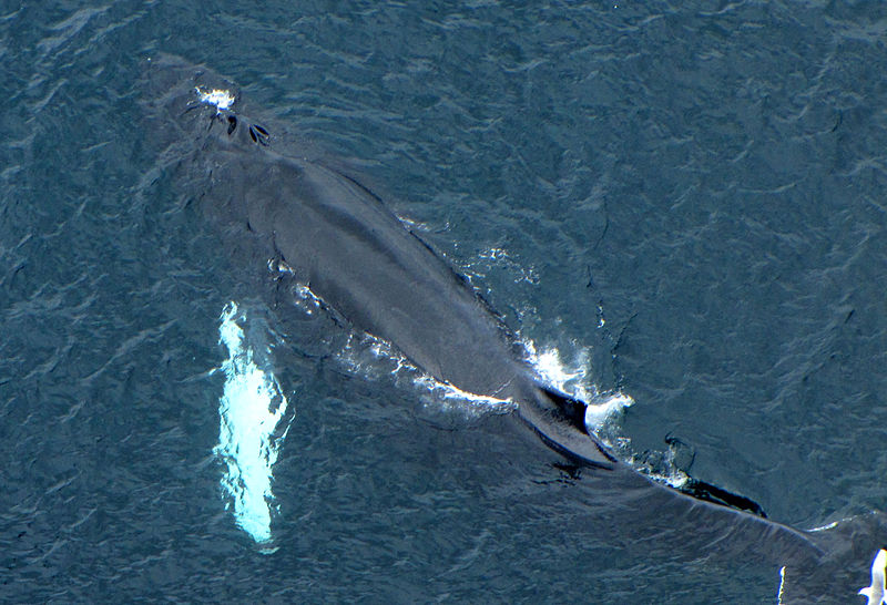 800px-Humpback_Whale,_blowholes 30 05 14.jpg