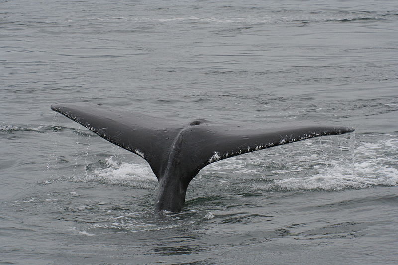 800px-Humpback_Whale_Tail_Flukes_2_(221991224) 15 01 14.jpg